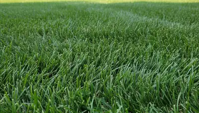 Close-up of freshly cut grass showing precision lawn mowing by Chop Chop Landscaping in Columbus, OH