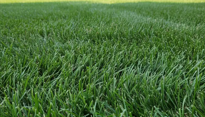 Close-up of freshly cut grass showing precision lawn mowing by Chop Chop Landscaping in Columbus, OH