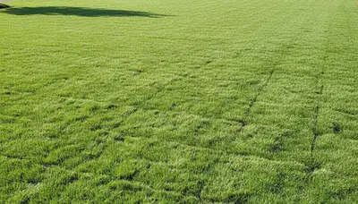 Freshly installed green sod lawn transformation by professional landscapers in Columbus, OH