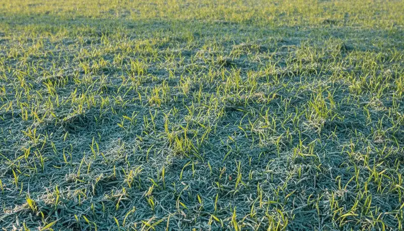 Fresh grass seedlings emerging from new hydroseed lawn by Chop Chop Landscaping in Columbus, OH